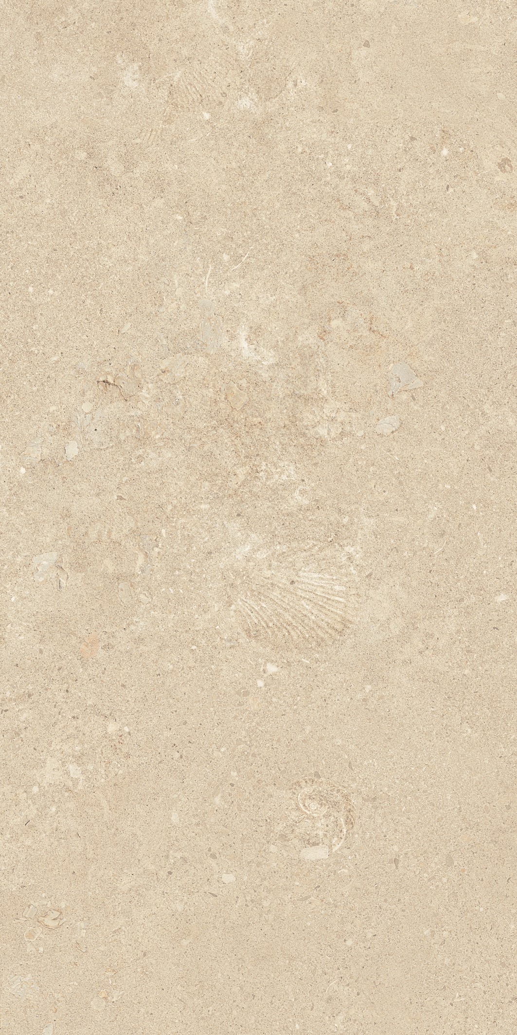 Cẩm thạch-Shellfish đ&aacute; v&ocirc;i v&agrave;ng trung b&igrave;nh 